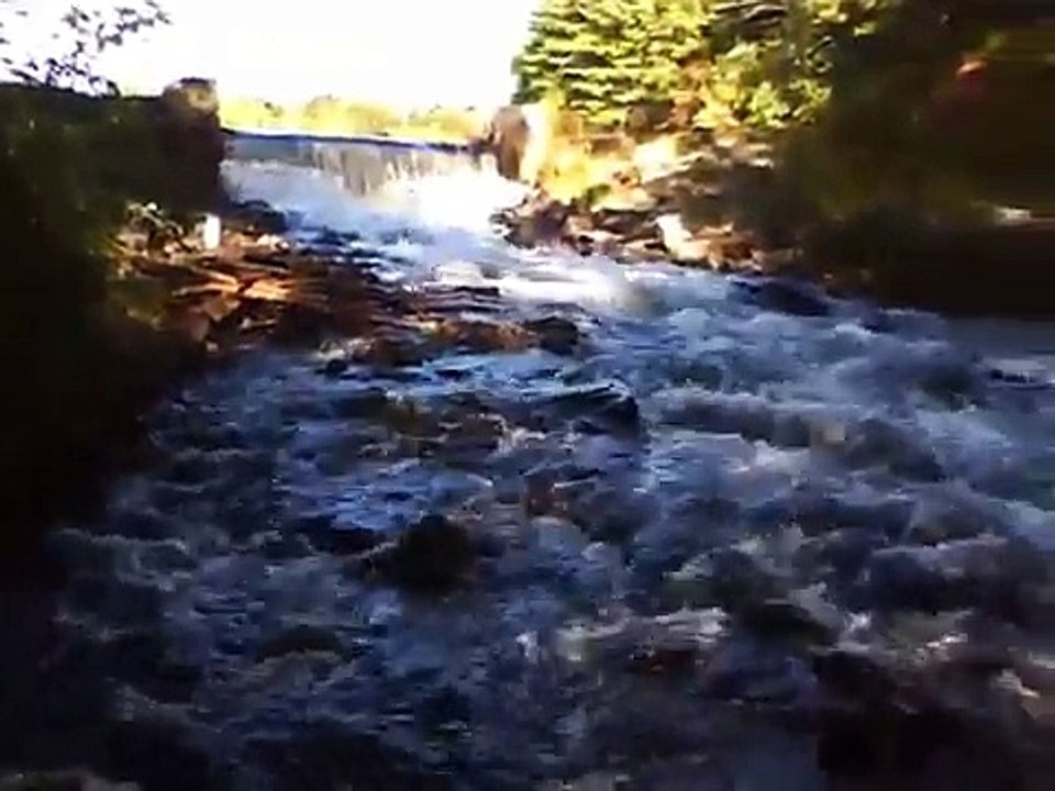 walking tiger in the park