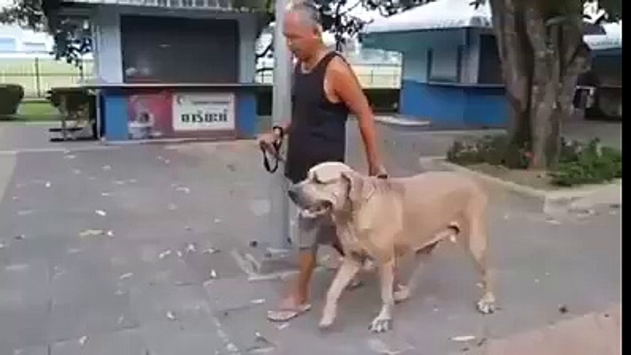 Dog vs Cat