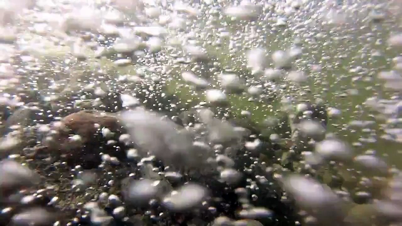 Pink Salmon Migration Squamish Watershed 2015