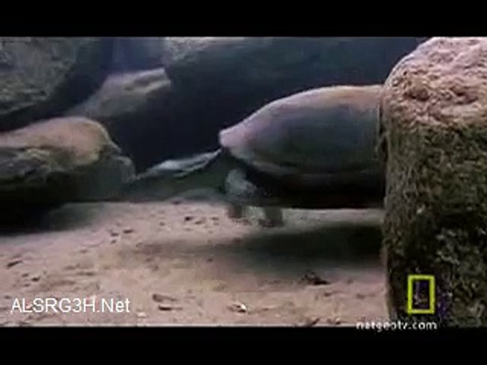 سمكة تمنع سلحفاة من أكل بيضها