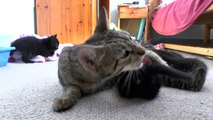 Gibson and her five Kittens who are five weeks old! 1080p HD