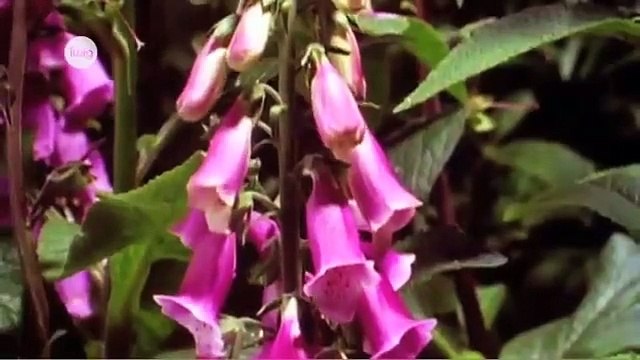 Biology Lesson Idea: Plants, Tropisms and Hormones