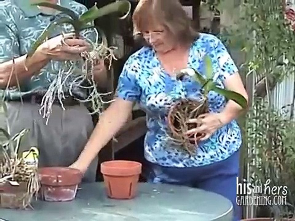 How To Take Care of Orchids