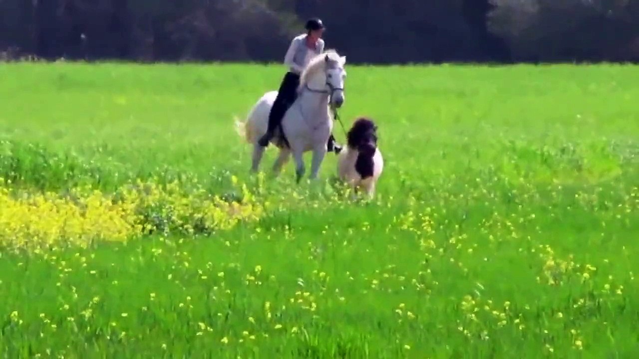 Horse VS Miniature Pony