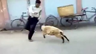 sheep attacking police men