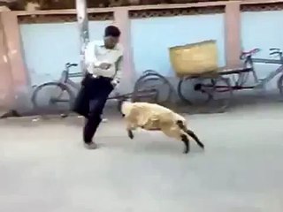 sheep attacking police men