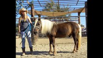 SOLD 8/25/2013 Palomino Chocolate Mini Gelding Pony For Sale flaxen mane & tail miniature horse