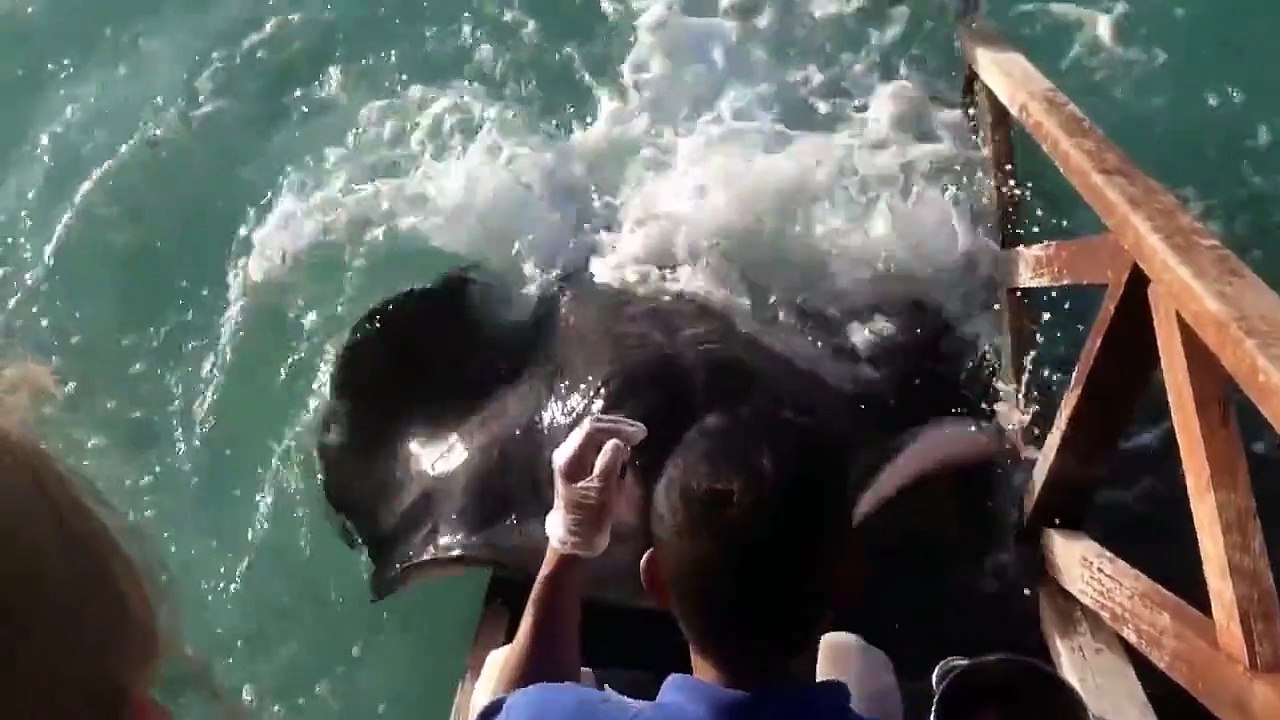 black fish