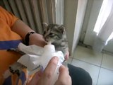 Really really cute kitten drinking milk from a baby's bottle!