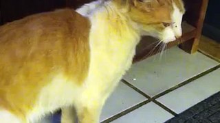 Jealous cat Mad at owner