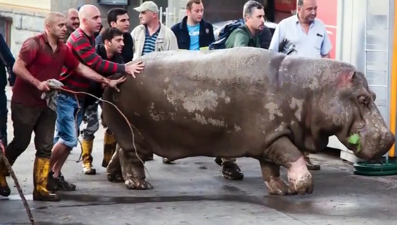 ZOO ANIMALS ROAM STREETS OF TBILISI AFTER HEAVY FLOODS