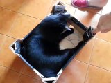 Black cat funny trottle gatto nero trottola
