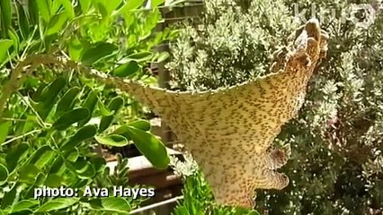 Fasciated mountain laurel|Daphne Richards|Central Texas Gardener
