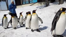 旭山動物園 - 企鵝散步 Asahiyama Zoo - Penguin Walk  (ペンギンの散歩)