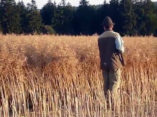 Dosled divočáka / tracking wounded wild boar with dog, Too Big To Fail Vitoraz