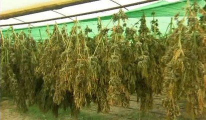 Vlorë, zbulohet një bazë për tharjen e kanabisit në Bishan