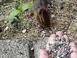 wild Chipmunk Hand feeding