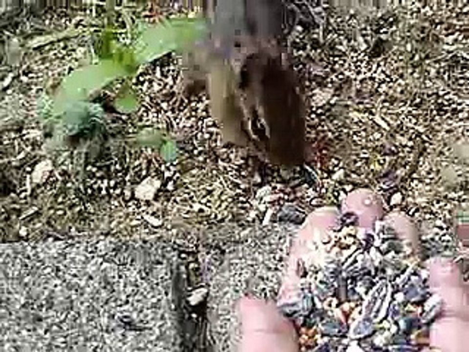 wild Chipmunk Hand feeding