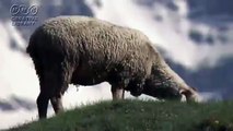 絶景と羊　フランス　ピレネー山脈
