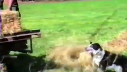 dogs can do all tasks
