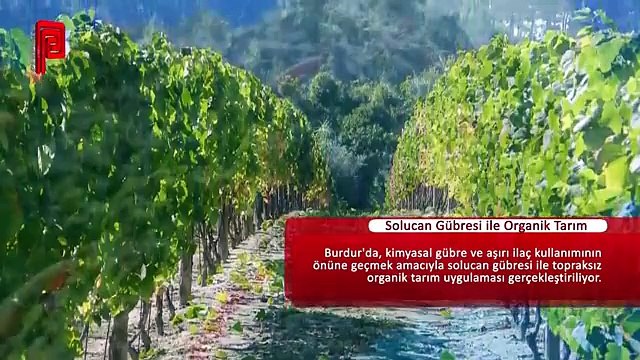 Solucan Gübresi ile Organik Tarım Uygulamaları