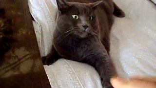 My cat from Hell - Trying to pet my cat