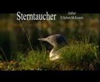 Sterntaucher Tiere Animals Natur SelMcKenzie Selzer-McKenzie
