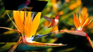 Bird of Paradise Plants - Exotic Tropical