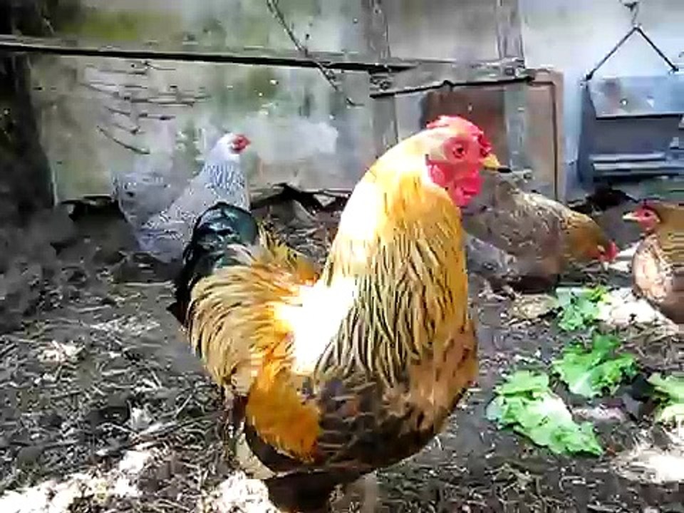 Kikeriki