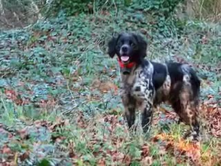 les épagneul breton