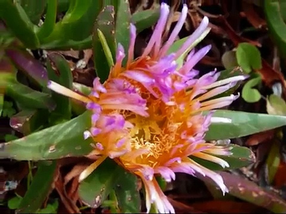 Gennadi Rhodes Greece sun sea & accommodation Holidays