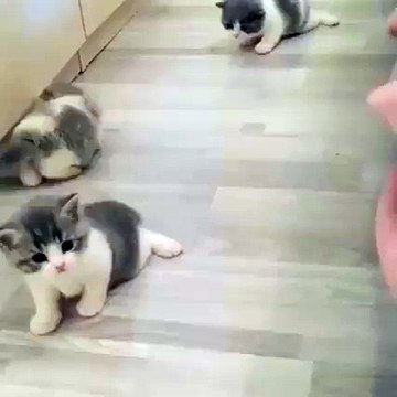 Ils sont rondouillés et plein de poils, mais qu'est ce qu'il sont adorable