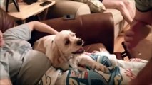 Dog Protects His Pregnant Owner Compilation