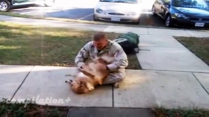 Dogs are Man's Best Friend Compilation 2015