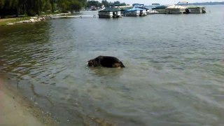 Funny dog swimming