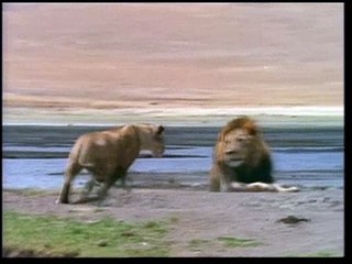 Love in lions. Can you feel the love tonight