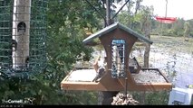 Woodpecker and Hummingbird Sapsucker Woods Pond 08 09 2015 12 14 44