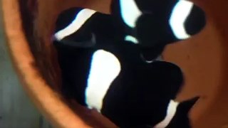小丑魚-黑公子產卵-超清晰板