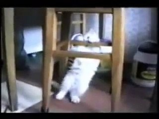 Faze Amuzante Cu Pisici [Funny Cats]