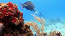 HD scuba diving caribbean - canon rebel