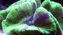 Open Brain Coral Feeding Time Lapse