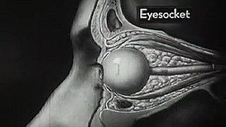How the Eye Functions (1941) Part1