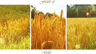 Emi Fujita - Fields Of Gold (lyrics)
