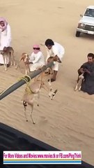 The Saudi Dog Race (Saudi Kutta Race) I am sure you have never seen it before.