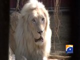 Mumtaz Begum in Karachi Zoo video,