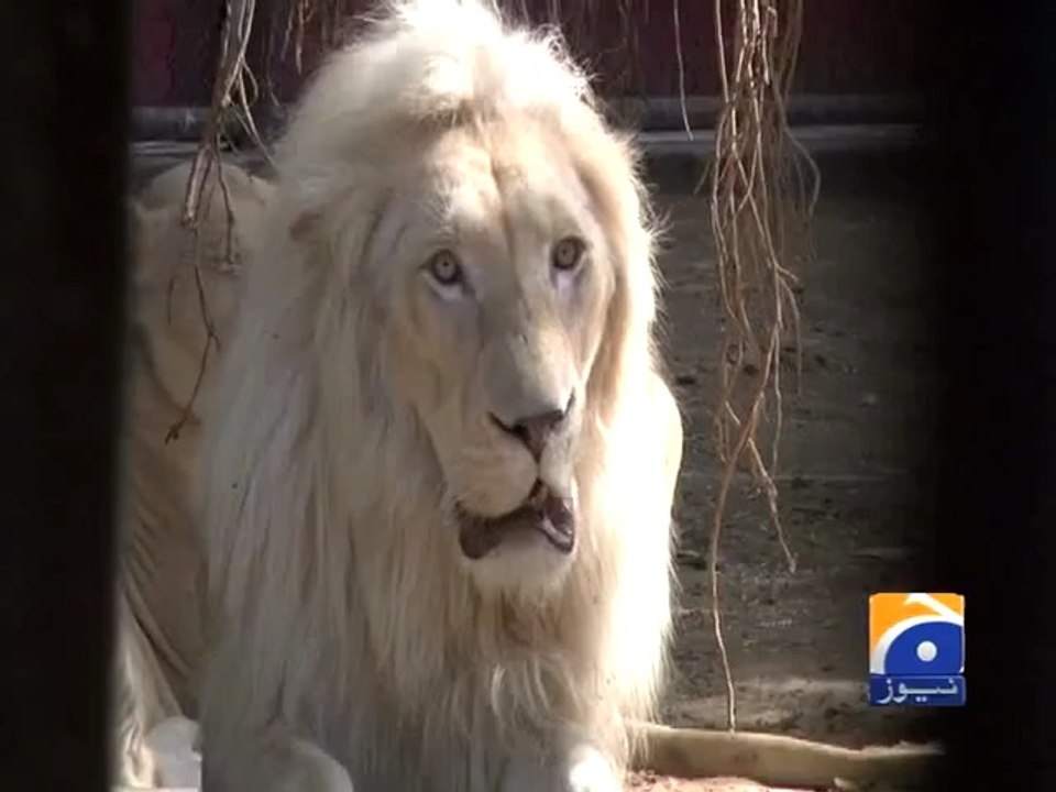 Mumtaz Begum in Karachi Zoo video,