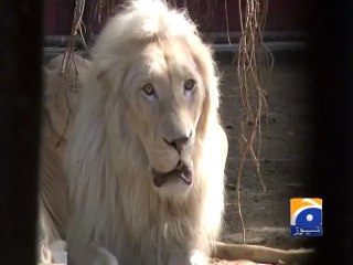 Mumtaz Begum in Karachi Zoo video,