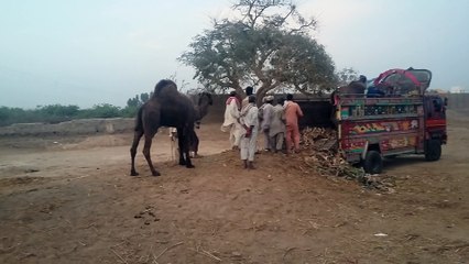 Samsung Galaxy Grand Prime Camera Test HD