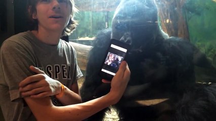 He showed a gorilla photos of other gorillas on his phone. Watch the gorilla