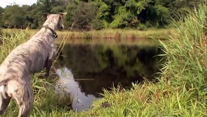 كلاب السلوقي - سرعة و لياقة و ألفة - the Whippets بجودة HD